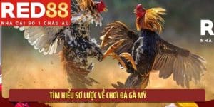 Tìm hiểu sơ lược về chơi đá gà Mỹ