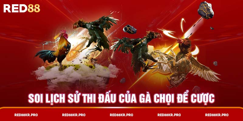 Soi lịch sử thi đấu của gà chọi để cược